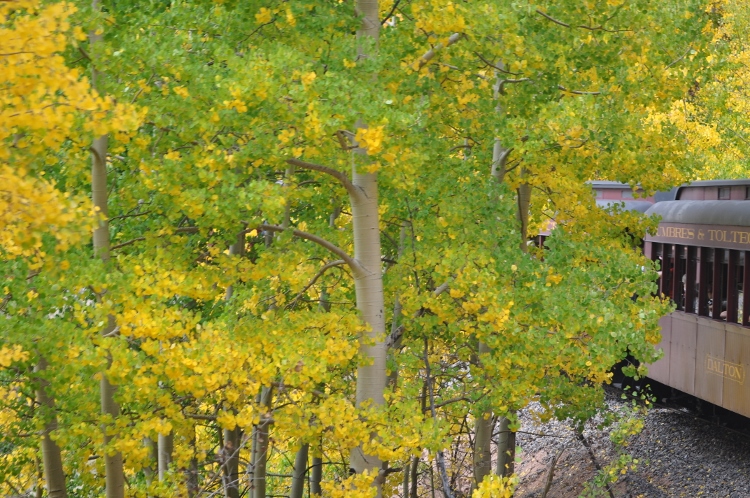 train through autumn colors